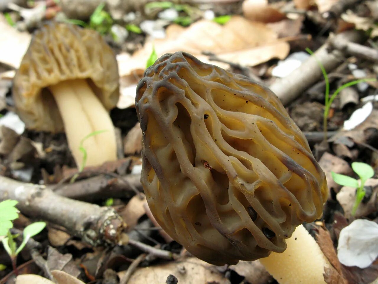 Сморчки грибы. Сморчки грибы. Выращивание сморчков. Сморчковая шапочка гриб. Сморчки.