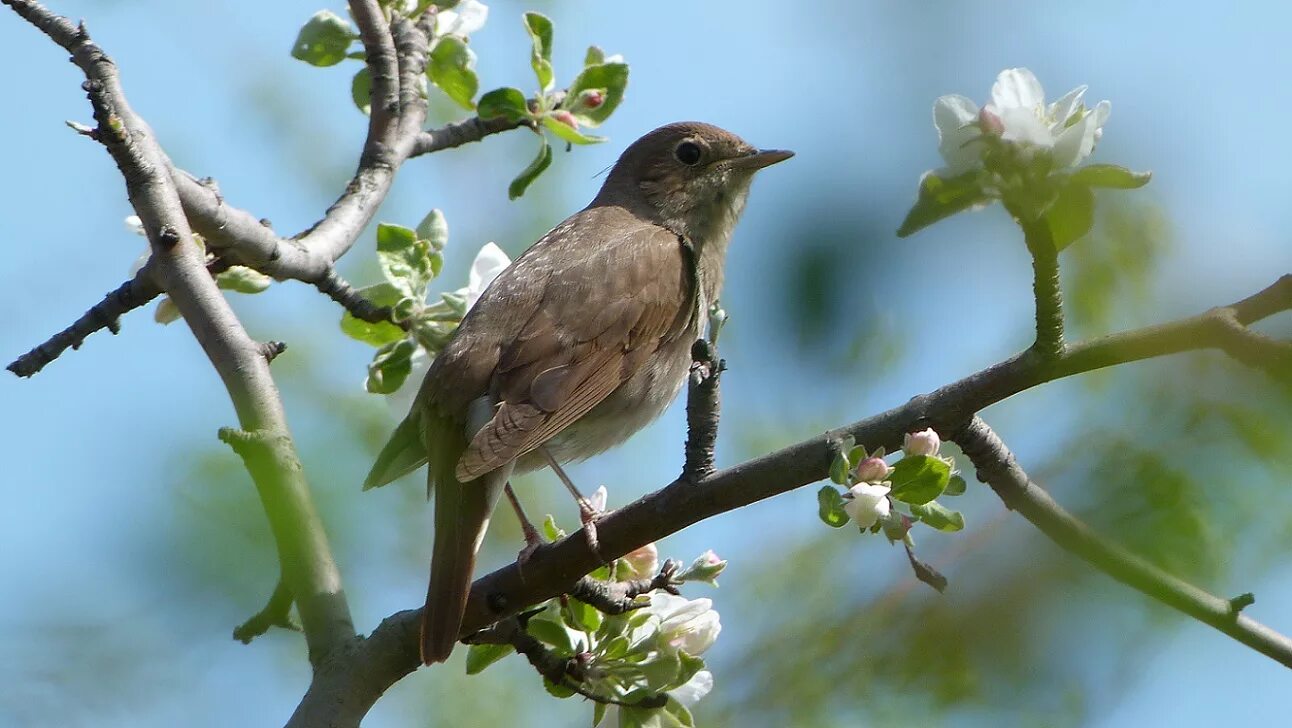 Соловьев соловьиные трели. Певчие птицы соловей лесной. Соловьиная трель. Соловей птичка певчая. Семейство соловьиных.