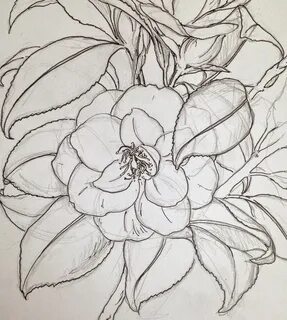 Draw see