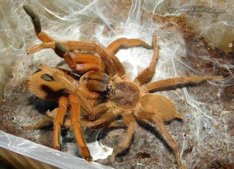 Паук Южнорусский Тарантул. Brachypelma smithi. Кокон. Тарантул паук самец. Паук Голиаф птицеед кокон.