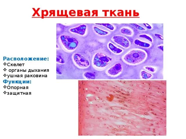 Хрящевая ткань строение расположение и функции. Хрящевая ткань гистология. Скелетная хрящевая ткань. Местоположение хрещевая ткани. Хрящевая ткань животного