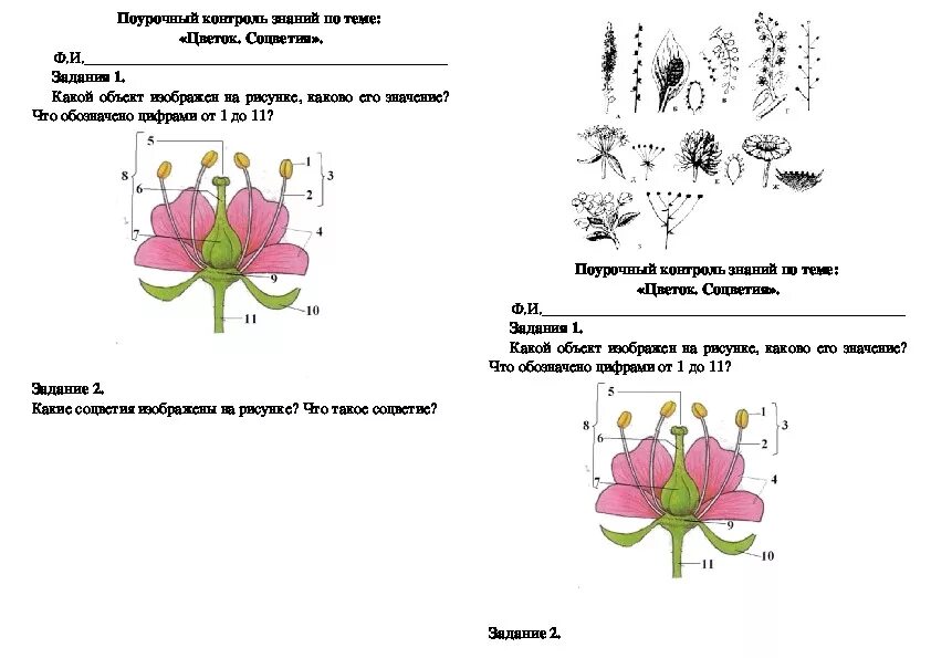 Цветок соцветие 6 класс биология проверочная работа