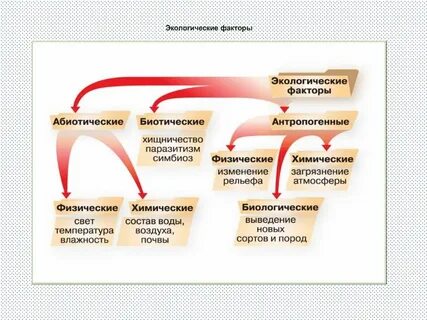 Экспериментатор исследовал влияние различных экологических факторов