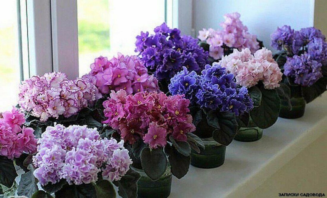 Домашняя фиалка сенполия. Фиалка цветение осенью. Optimara "connecticut. Фиалка сенполия. Время цветения фиалки.