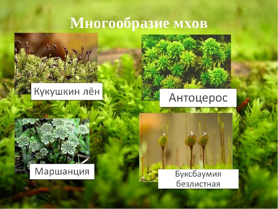 Мхи бывают. Виды мхов. разнообразие мхов. видовое разнообразие мхов. мхи названия растений.