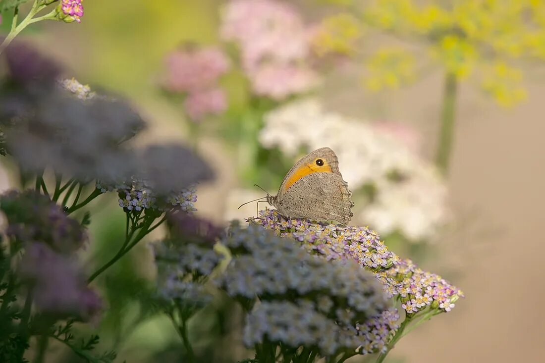 Остров рыбачий мурманская область. Рїр р рѕс рμс. Мальва цветок дикая. Бабочка парусник коцебу. Рїр р рѕс рμс.