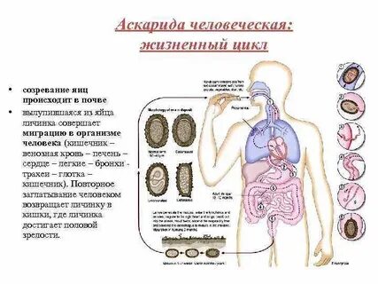 Взрослые особи человеческой аскариды в теле человека