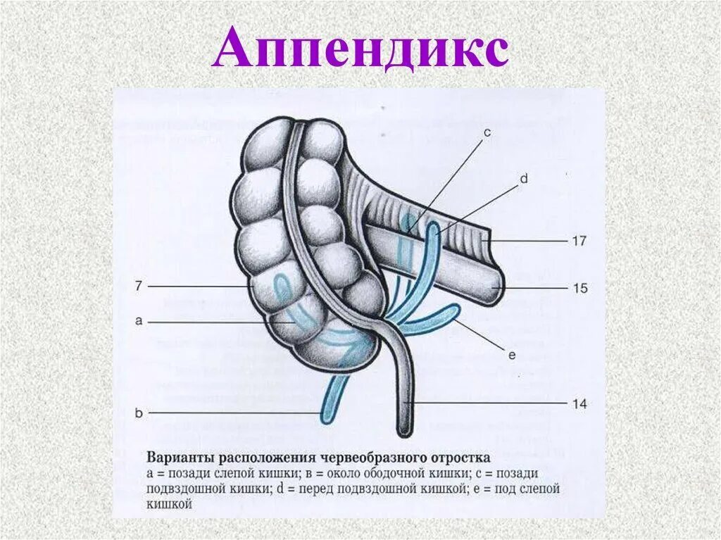 Слепая кишка и червеобразный отросток. Слепая кишка топография скелетотопия. Кровоснабжение червеобразного отростка схема. Строение червеобразного отростка анатомия. Слепая кишка рисунок