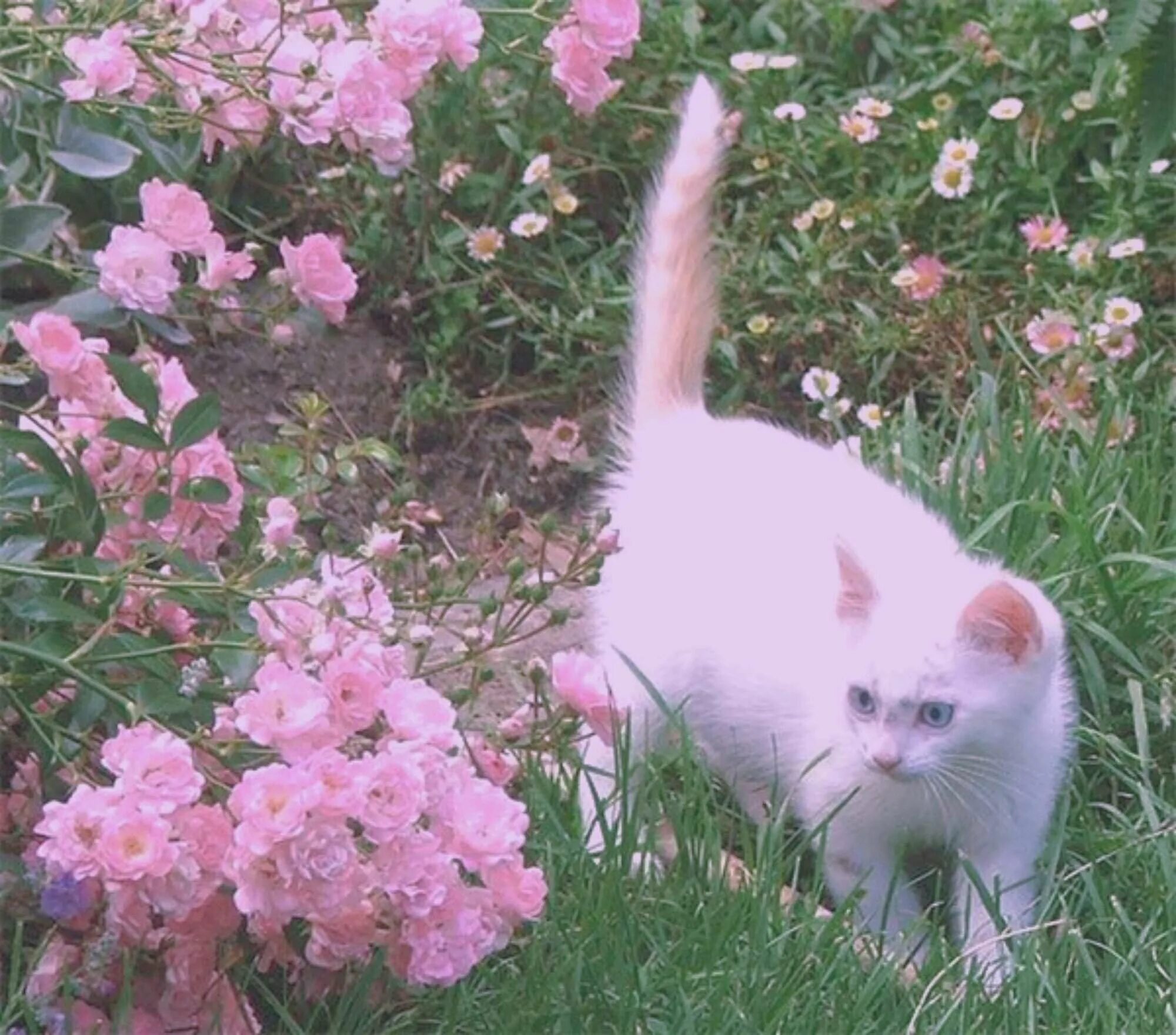 Кошка розового цвета. Розовая кошка живая. котик в розовых цветах. кошка с розовыми цветами. белая кошка в розовых цветах.