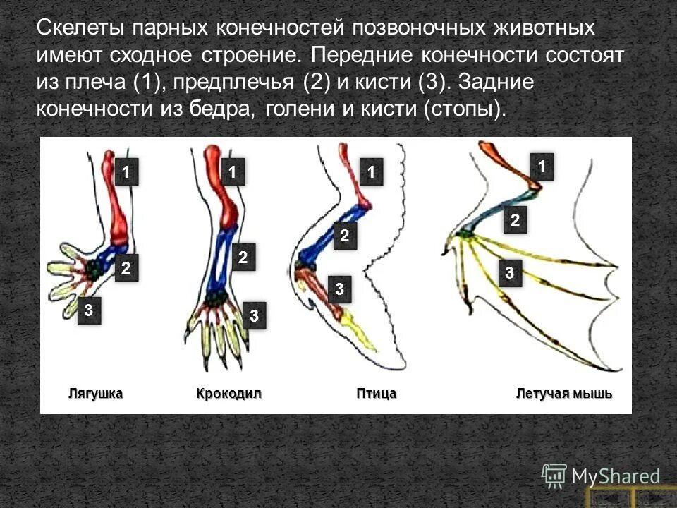 Скелет парных плавников костных рыб. Гомологические органы конечностей животных. Скелет передних конечностей у рыб. Строение скелета амфибий. Скелет рыб пояс передних конечностей.