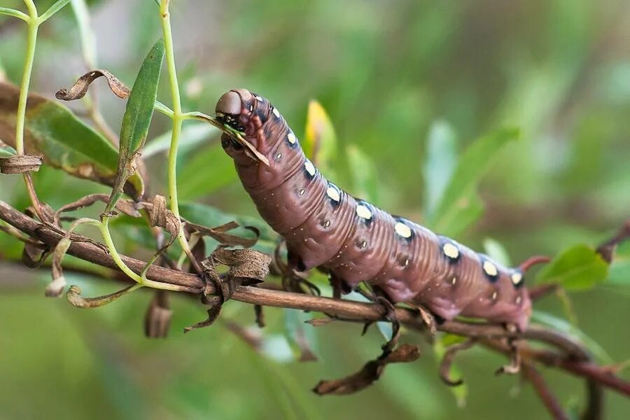 гусеницы бабочек бражников. винный бражник гусеница. гусеница мотылька бражник. бражник подмаренниковый гусеница. гусеницы бабочек бражников.