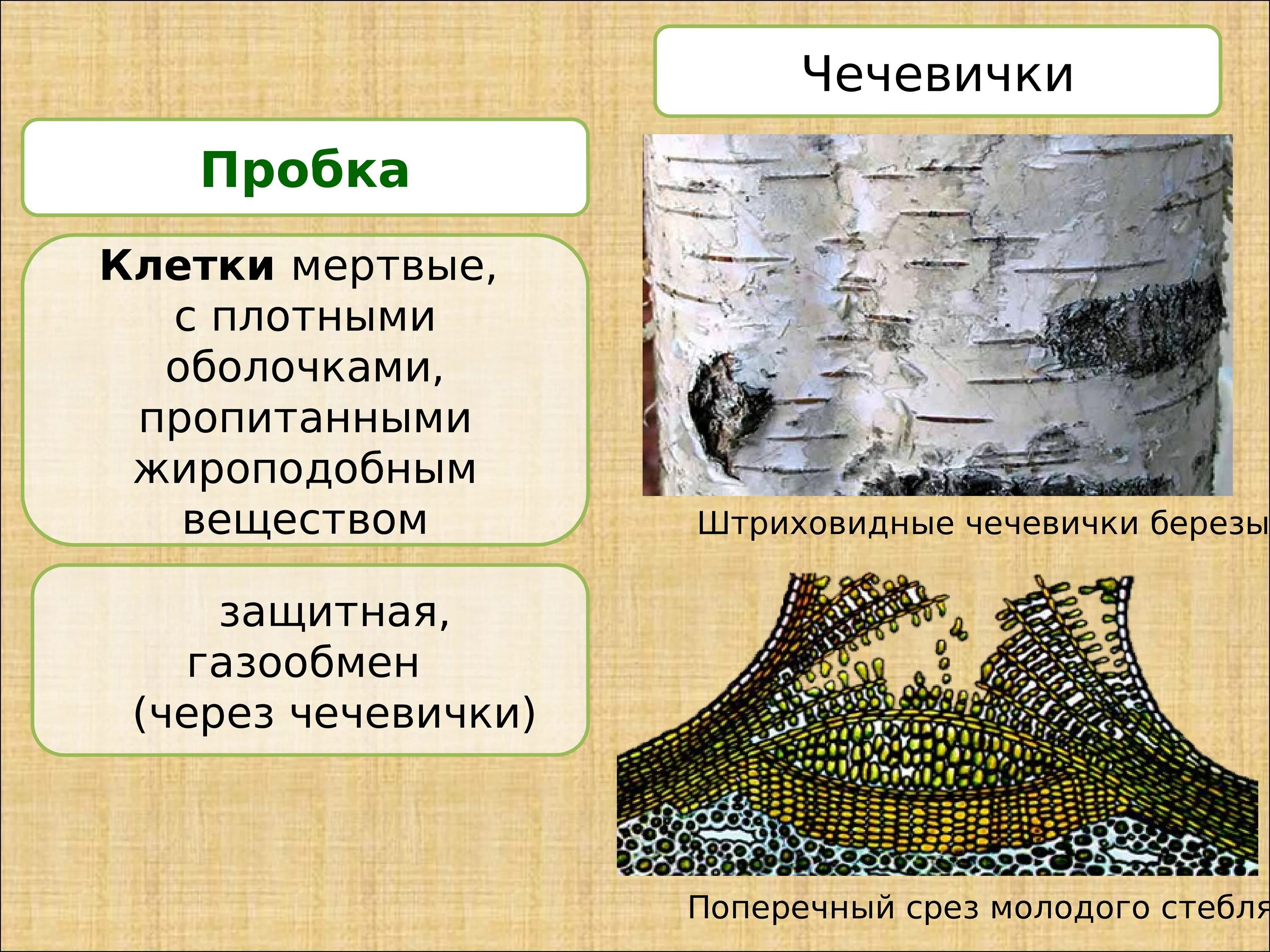 Мертвой тканью является