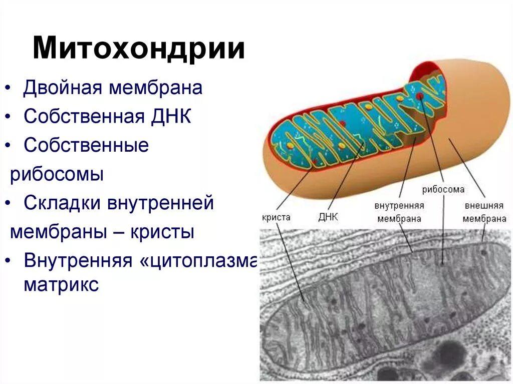 Внутренняя мембрана митохондрий это Матрикс. Двойная мембрана митохондрий. Матрикс митохондрий. Кристы и Матрикс митохондрий.