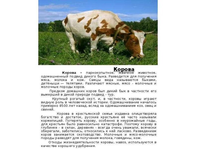 Корова доклад 3 класс окружающий мир