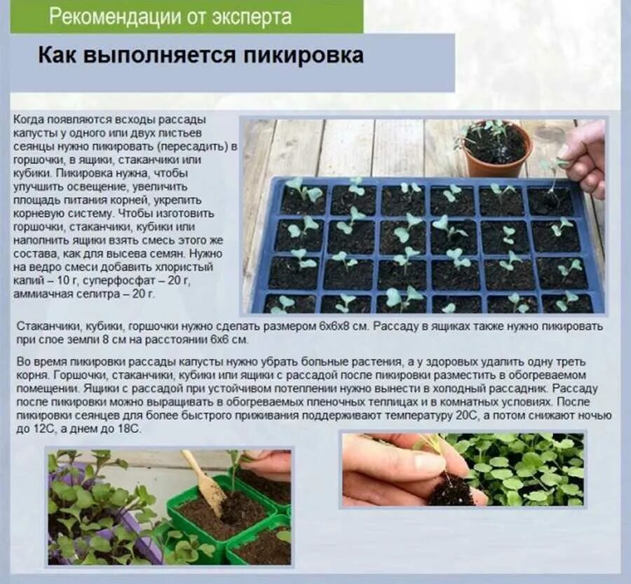 Какую рассаду можно сажать в грунт. Схема таблица пикировки рассады. рассада петунии пикировка корни. схема посадки семян на рассаду. посев семян капусты на рассаду.
