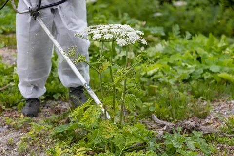 Борщевик на участке способы борьбы