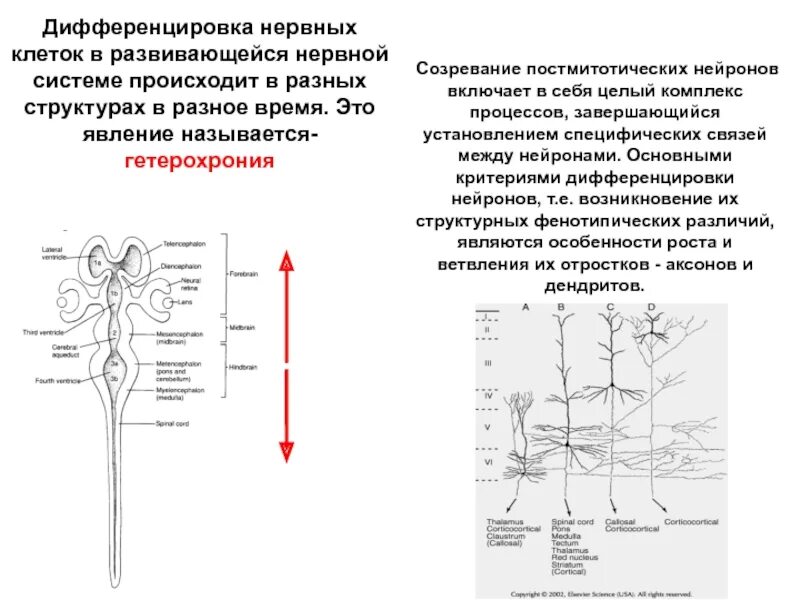 Плотность нервных клеток в мозге является особенностью. Дифференцировка нейронов схема. дифференцировка нейрона процесс миелинизации. дифференцировка нервных клеток. схема дифференцировки клеток нервной ткани.