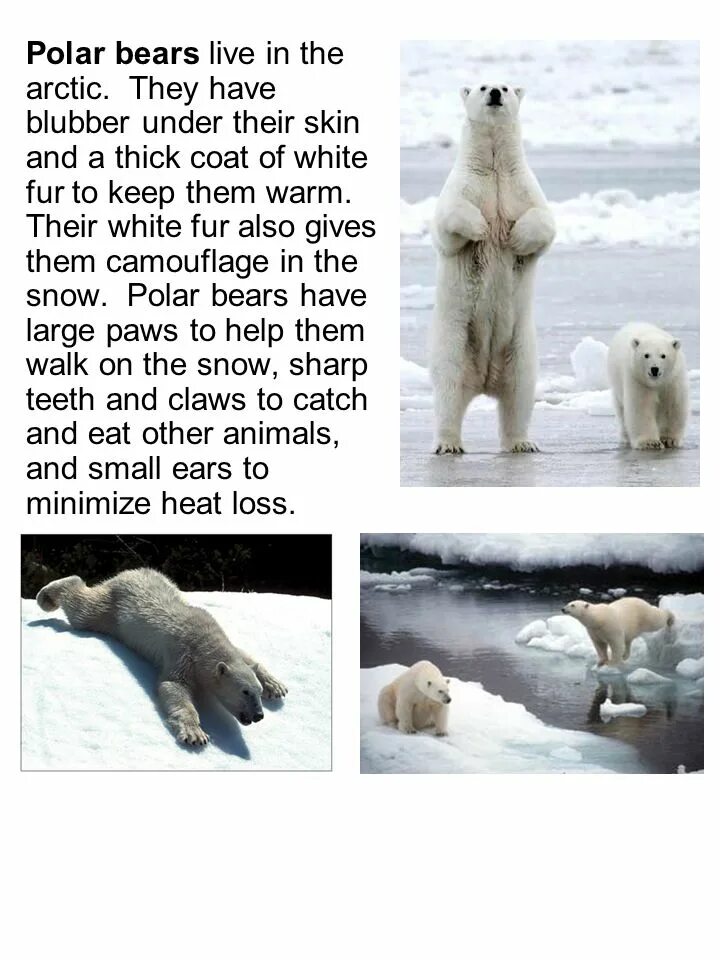 Polar перевод. Белый медведь тонет. Where do Polar Bears Live. Дух белого медведя.
