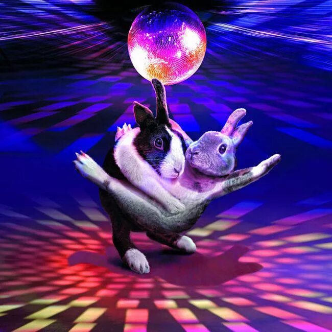 Заяц танцует. Танцующий зайчик. Танцующие зайчики. Кролик танцует.