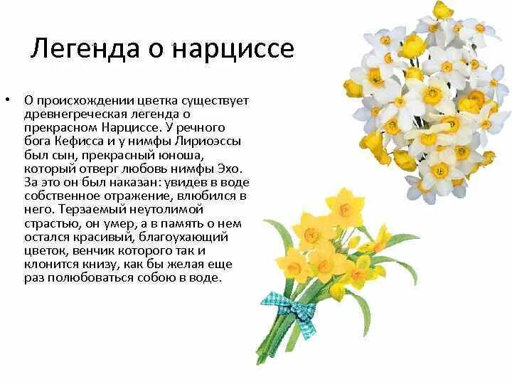 Нарцисс (растение) клумбовые растения. Нарцисс конфуоко. Информация о нарциссе. Растение нарцисс нарцисс клумбовые. Нарцисс цветок описание.