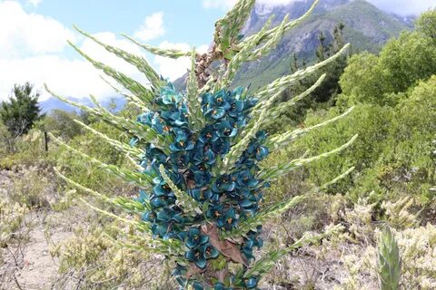 Known plants