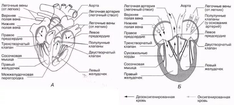 Обозначьте рисунок строение сердца