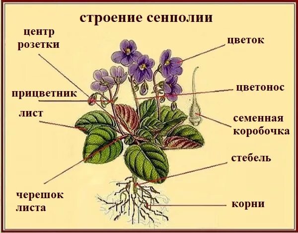 Фиалка узамбарская стебель. Строение фиалки комнатной. Сенполия строение. Фиалка узамбарская систематика. Какие части ты видишь у растения