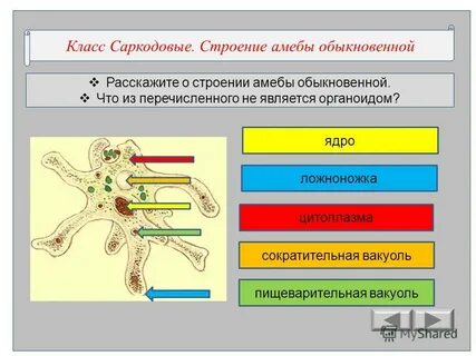 Как называют органоид амебы обыкновенной