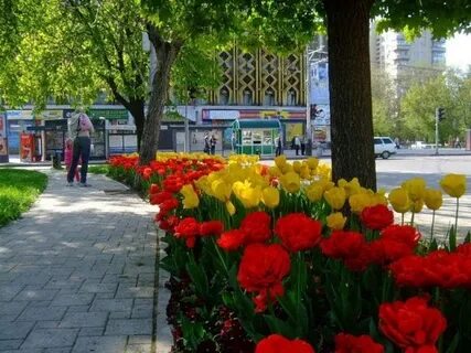 Краснодар в цвету