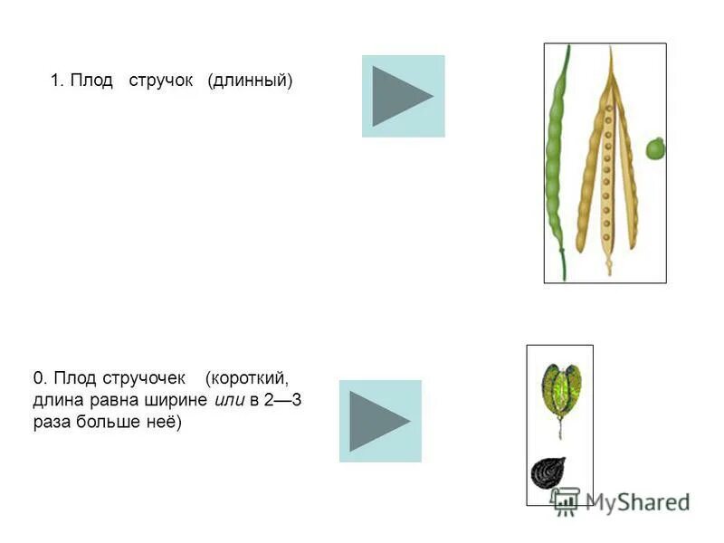Стручок тип плода примеры Плод капусты это стручок или кочан