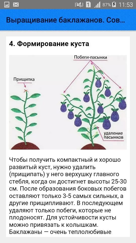 Как правильно формировать баклажаны. Схема формирования баклажанов. баклажаны выращивание. формирование баклажанов в теплице. схема выращивания баклажанов.