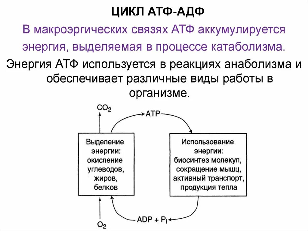 Цикл атф адф