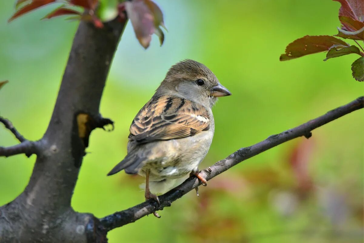 яшюнай бронзовая птица. птица усадьба. деревянное зодчество томск красноармейская. птица усадьба. птички в саду.