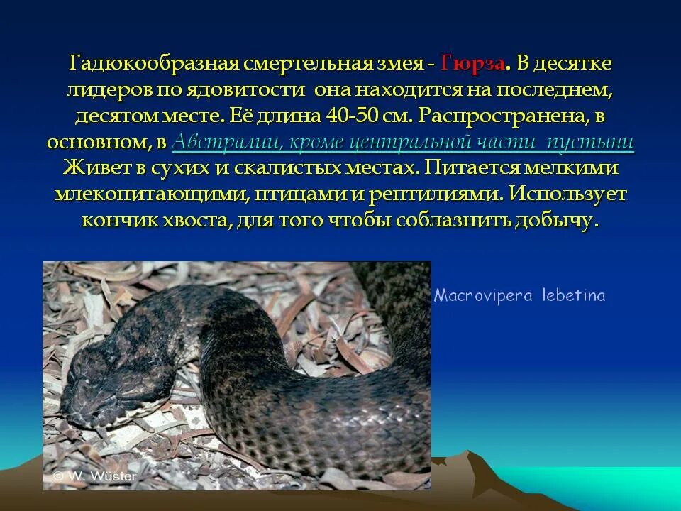 Змея содержание. Змея гюрза место обитания. гадюкообразная смертельная змея. гюрза змея сообщение кратко. гюрза змея описание.