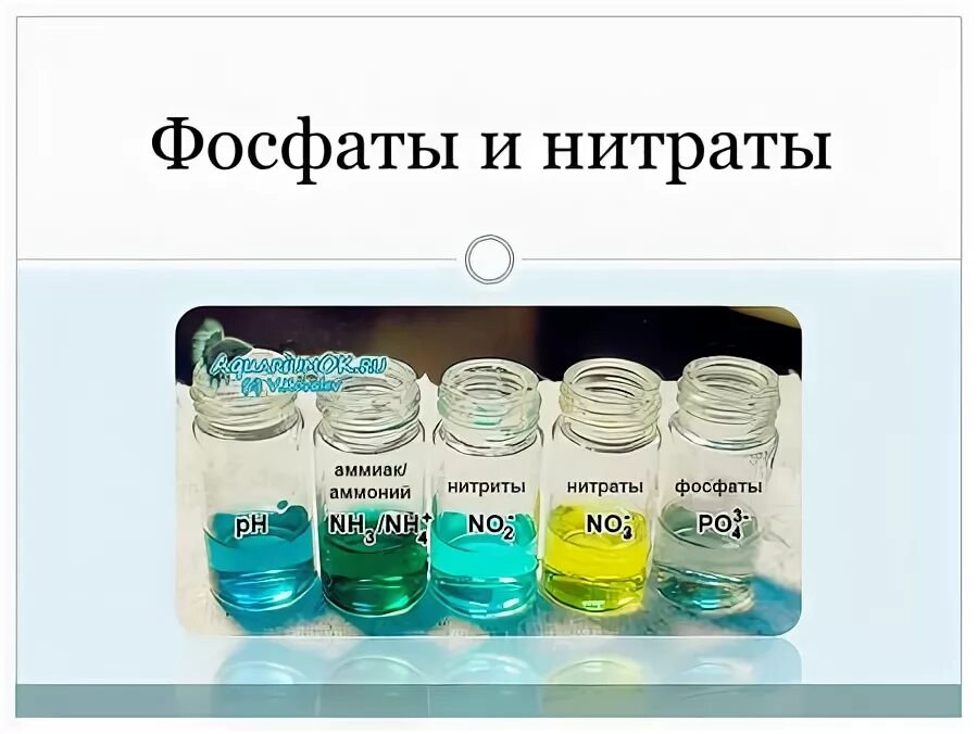 Нитраты и фосфаты в воде. Нитраты и фосфаты в воде