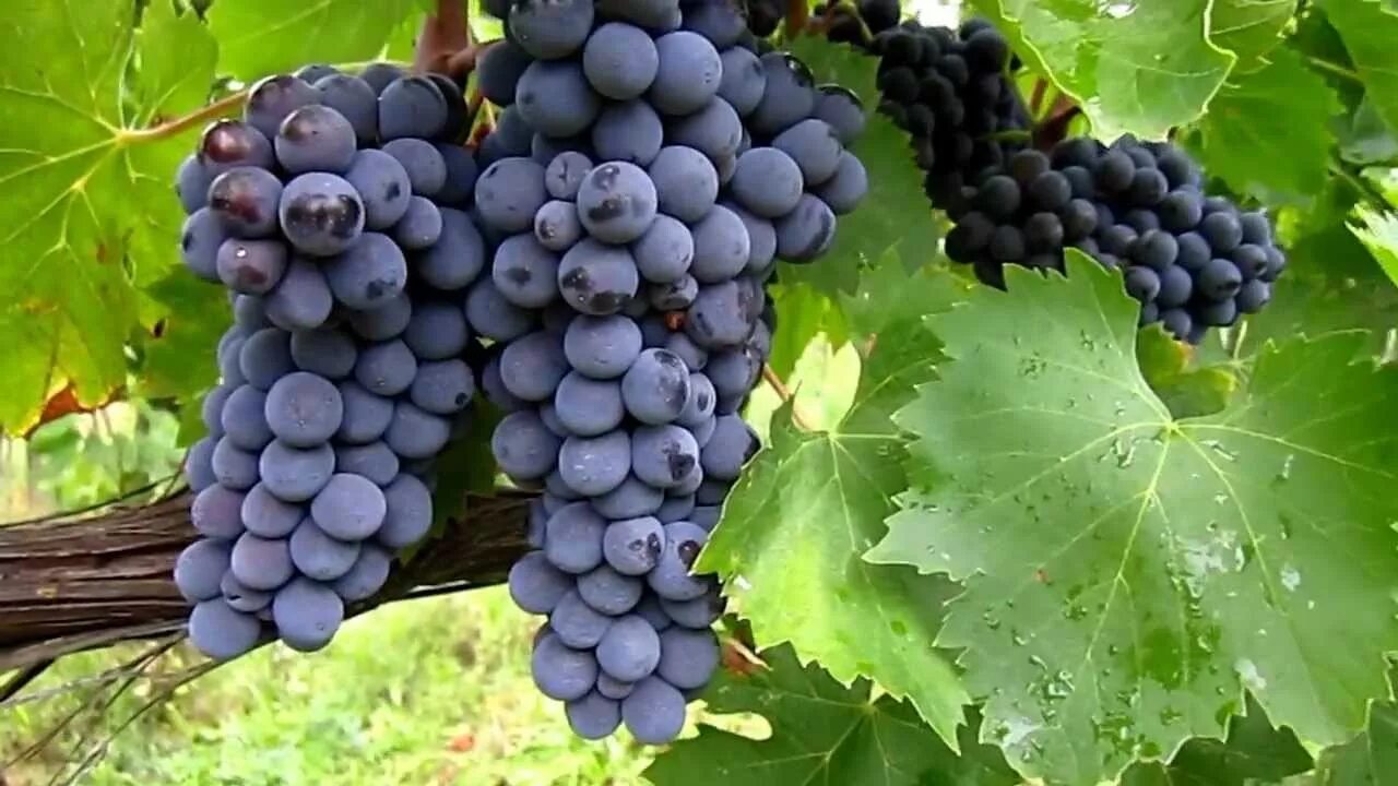 Гурзуфский розовый виноград. Абу хасан виноград. Виноград род сорта винограда. Ламбруско виноград. Виноград арени армения.