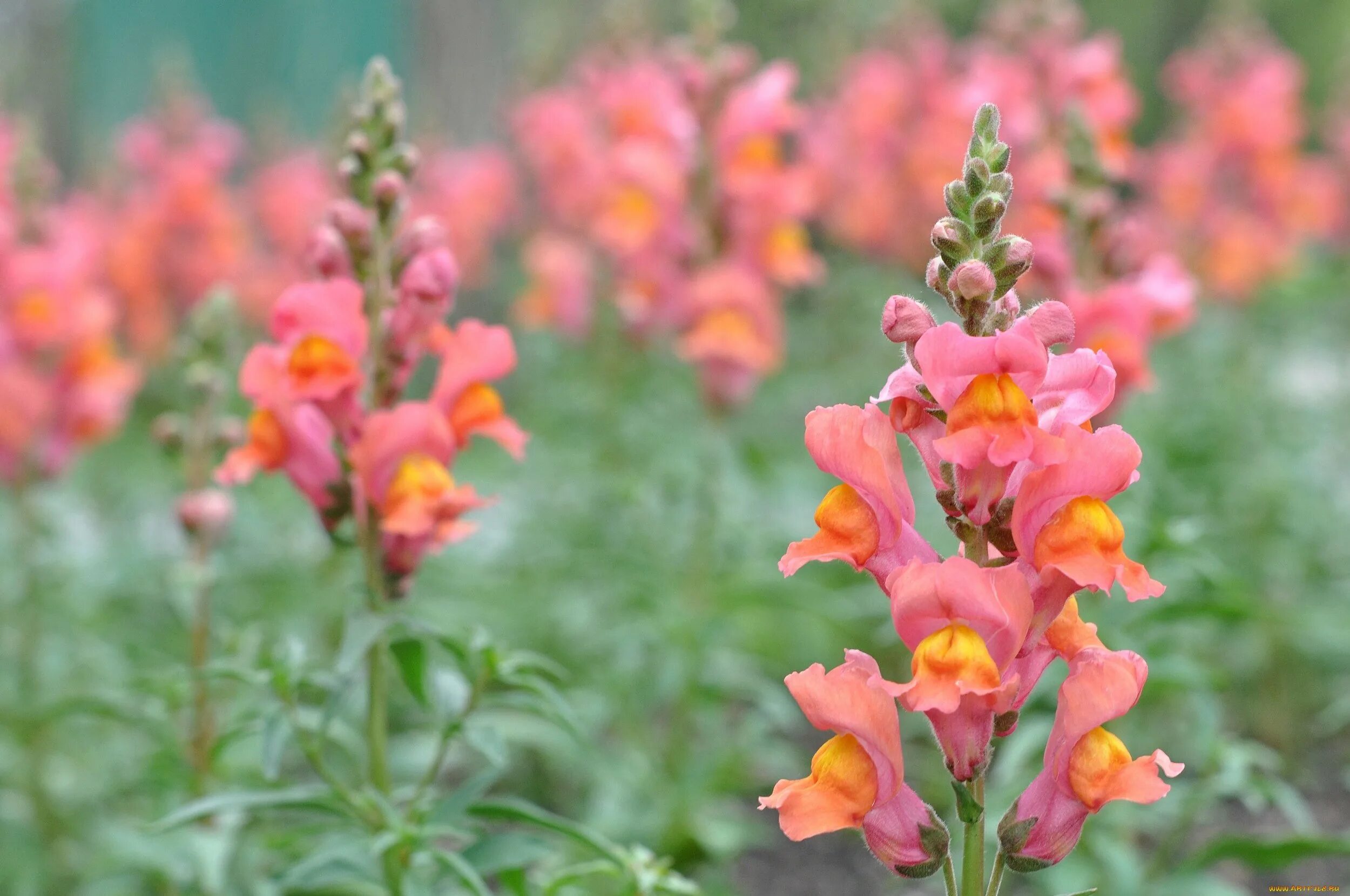Как выглядит львиный зев. Антирринум  antirrhinum. львиный зев цветок. львиный зев оранж вондер. львиный цветок антирринум.