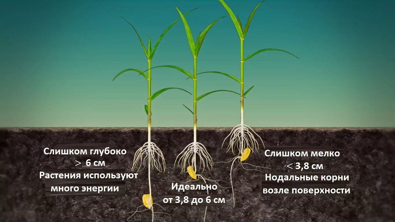 В какую почву семена заделывают глубже. Глубина посева семян кукурузы. Глубина заделки семян кукурузы. Высадку рассады кукурузы. Глубина посадки кукурузы.