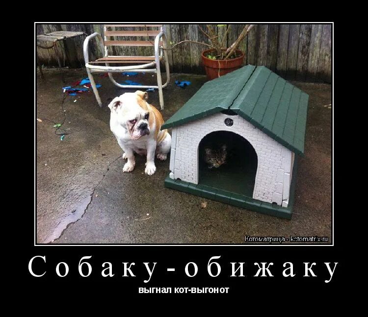 Хозяин в доме прикол. Сразу видно кто в доме хозяин. Кто в доме хозяин юмор. Хозяин в доме сразу. Хозяин в доме сразу.