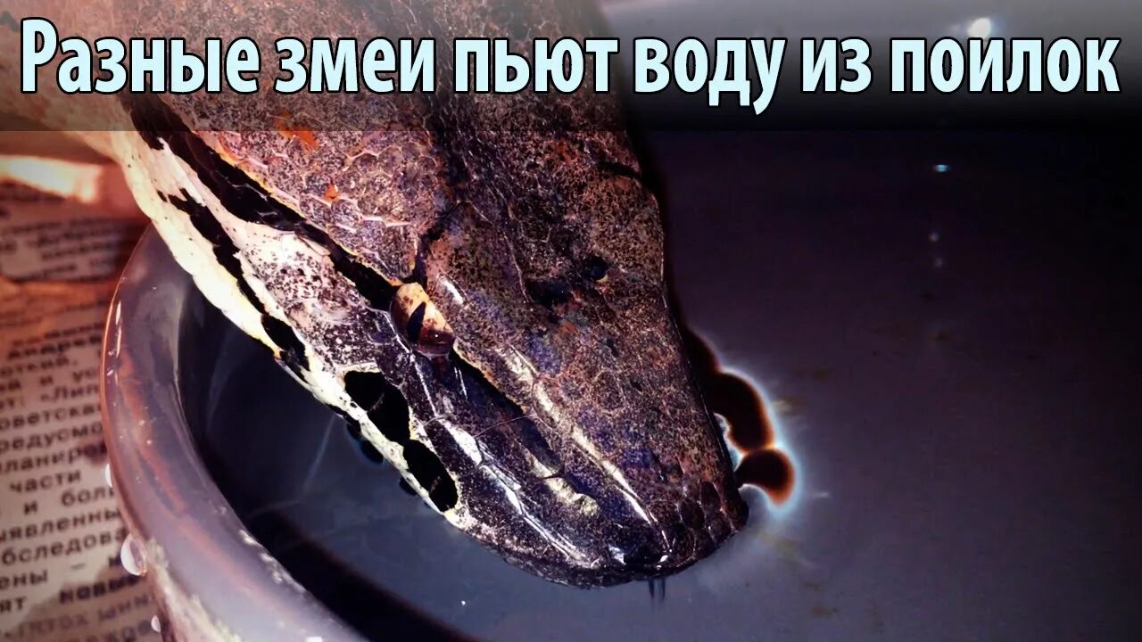 Змея пьет воду. Змеи бухают.