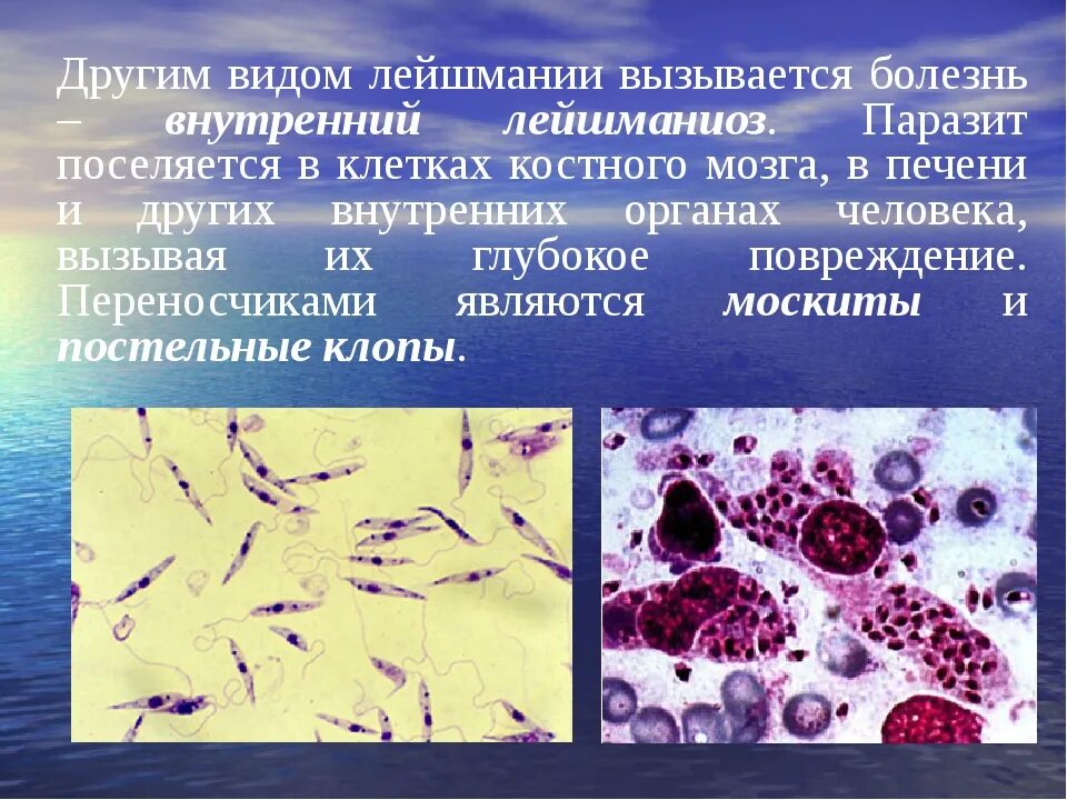 Заражение простейшими