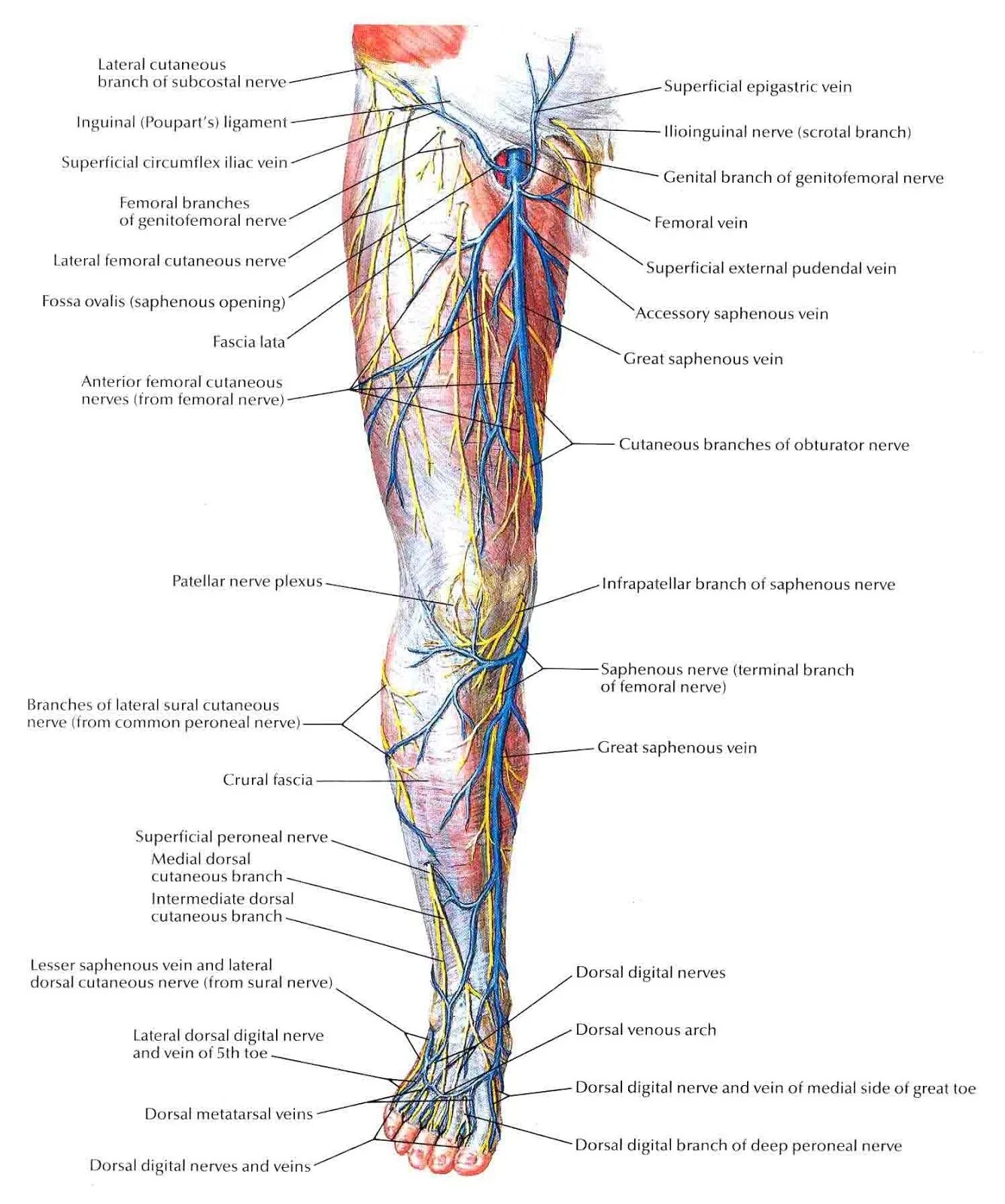 Левой нижней конечности. Периферические нервы нижних конечностей анатомия. Анатомия голени и стопы нерв. Иннервация вен нижних конечностей. Иннервация нижней конечности анатомия.