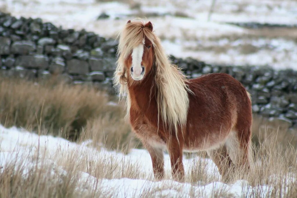 Samba pony wales bonner. Тамариск Уэльский пони. Шетландский пони. Чинкотигский пони. Feral пони.