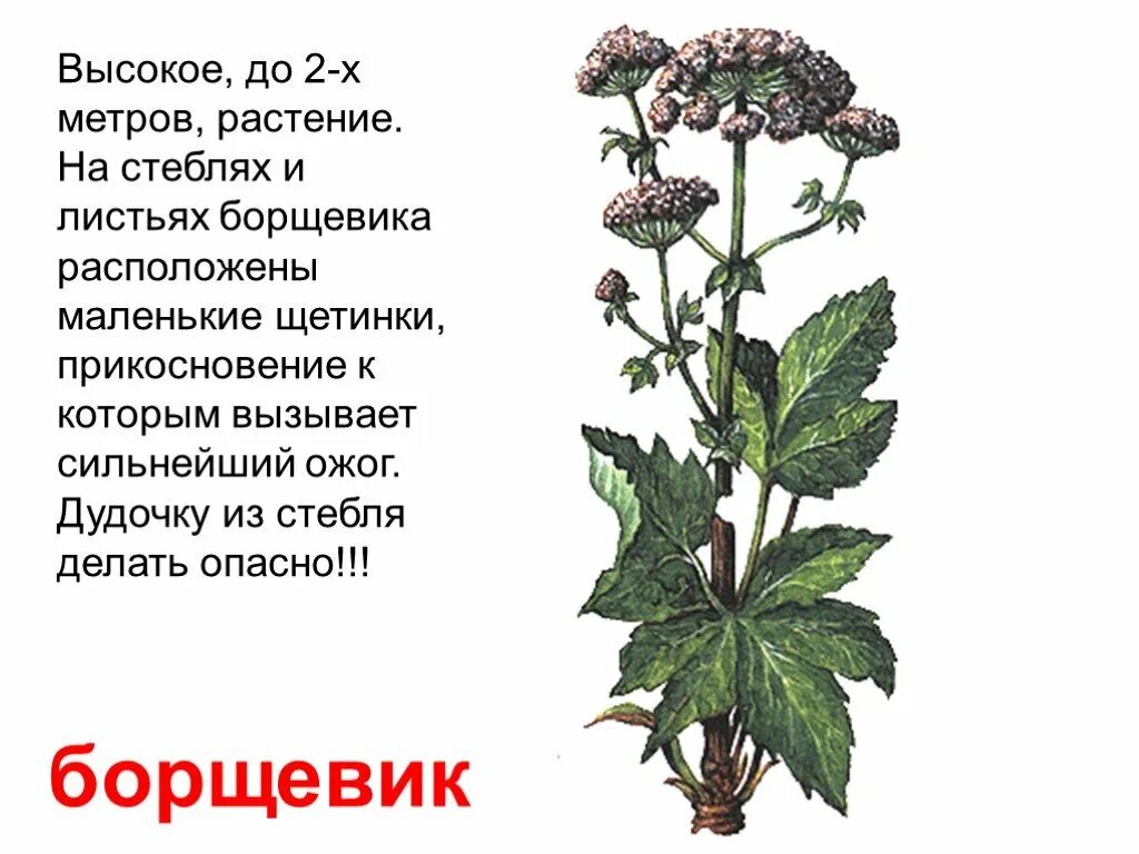 Ядовитые растения окружающий мир 2 класс сообщение. Ядовитые растения. борщевик ядовитое растение. сообщение о ядовитых растениях. ядовитые растения описание.