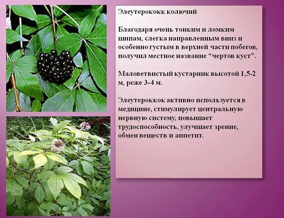 Лекарственные растения дальнего востока. Аралиевые элеутерококк. Элеутерококк куст. Элеутерококк куст. Аралиевые элеутерококк.