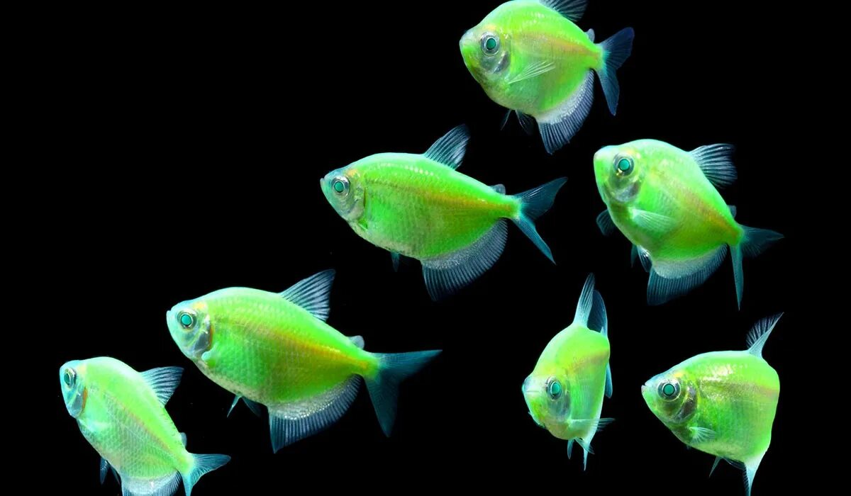 хромис зеленый chromis viridis. хромис сине-зеленый. зеленая рыбка. жёлтая зебрасома рыба. Broomtail wrasse.