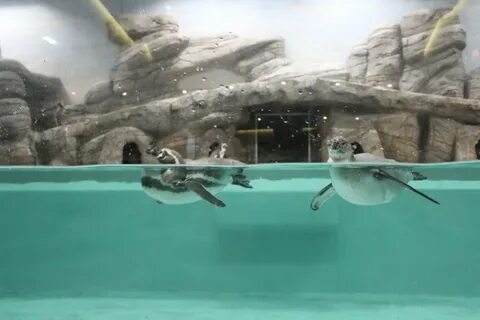 Зоопарк новосибирск 2024