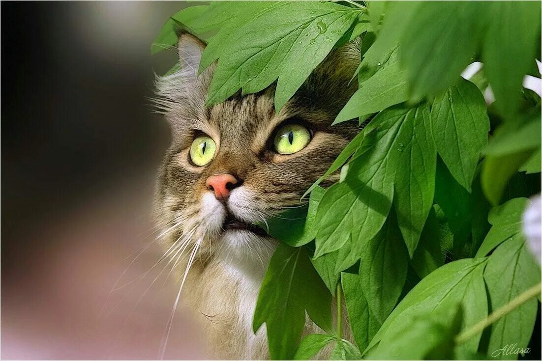 Инстинкт котов. Котик в засаде. Кот в кустах. Кот за кустами. Выглядывает из-за кустов.