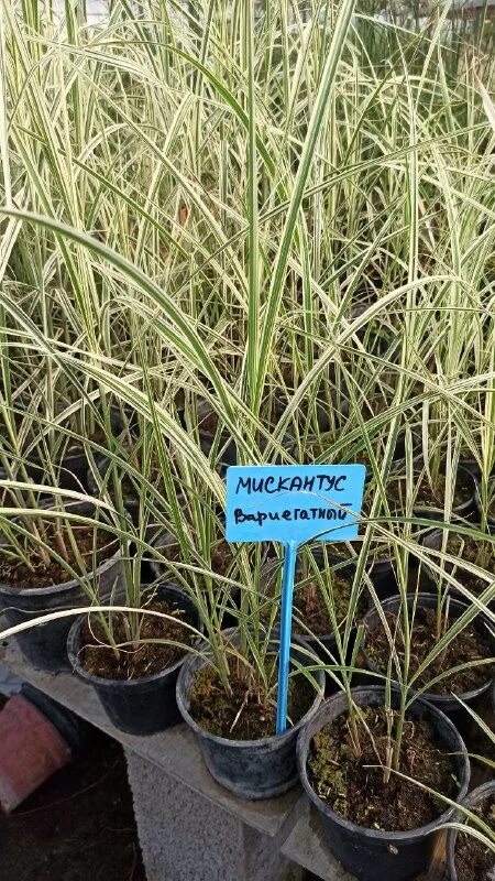 анапский питомник