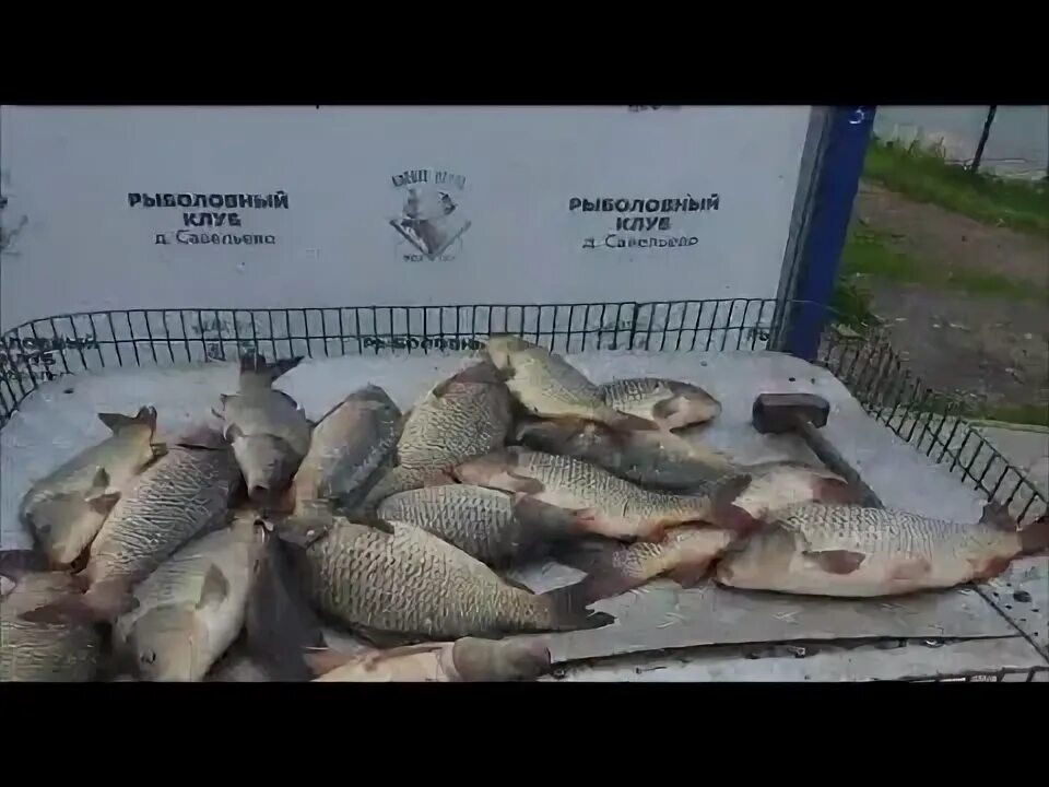 Савельево рыбалка. Клевое место Омск. Улов форели фото на платнике. Клёвое место Лосиный остров фото с уловом. Рыболовный магазин клевый клев